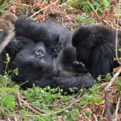  Gorillas (Congo)